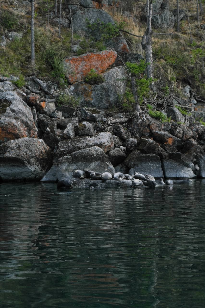 Байкальские нерпы отдыхают на камнях у воды