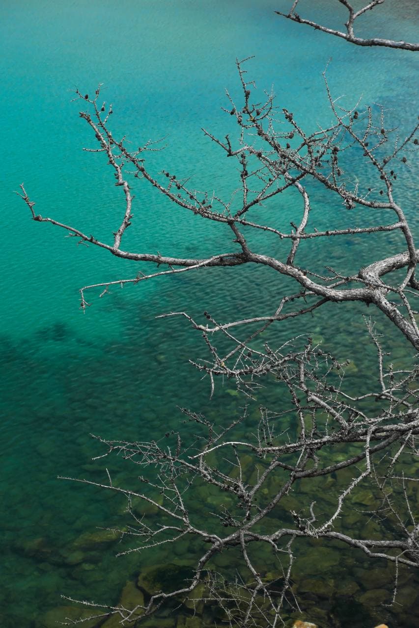 Бирюзовая вода Байкала и ветви у берега