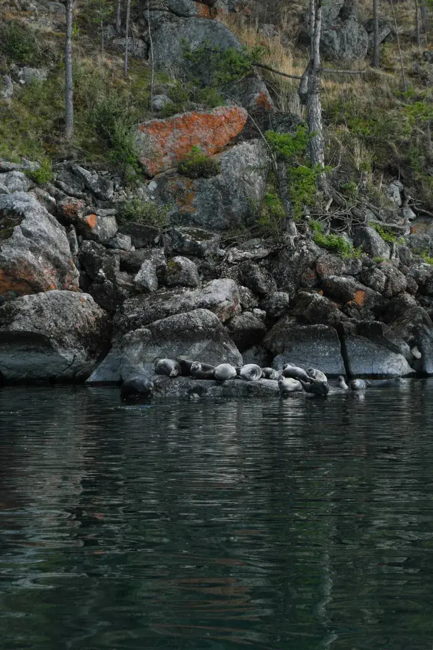 Байкальские нерпы отдыхают на камнях у воды